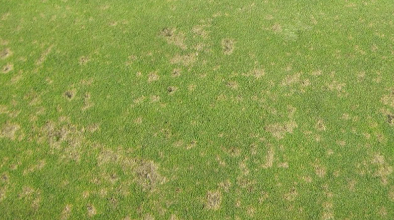dollarspot sygdom golf